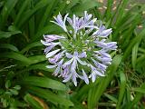 Agapanthus Blue 2